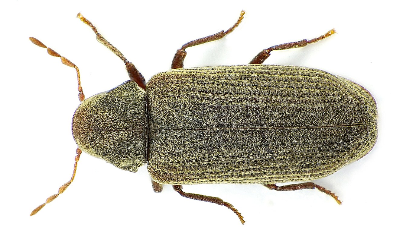 Anobium punctatum, vrillette du bois adulte